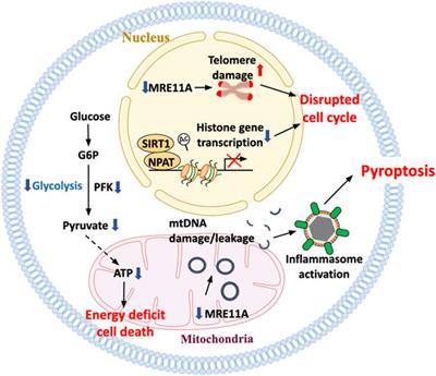 T-Cell Aging-Associated Phenotypes in Autoimmune Disease